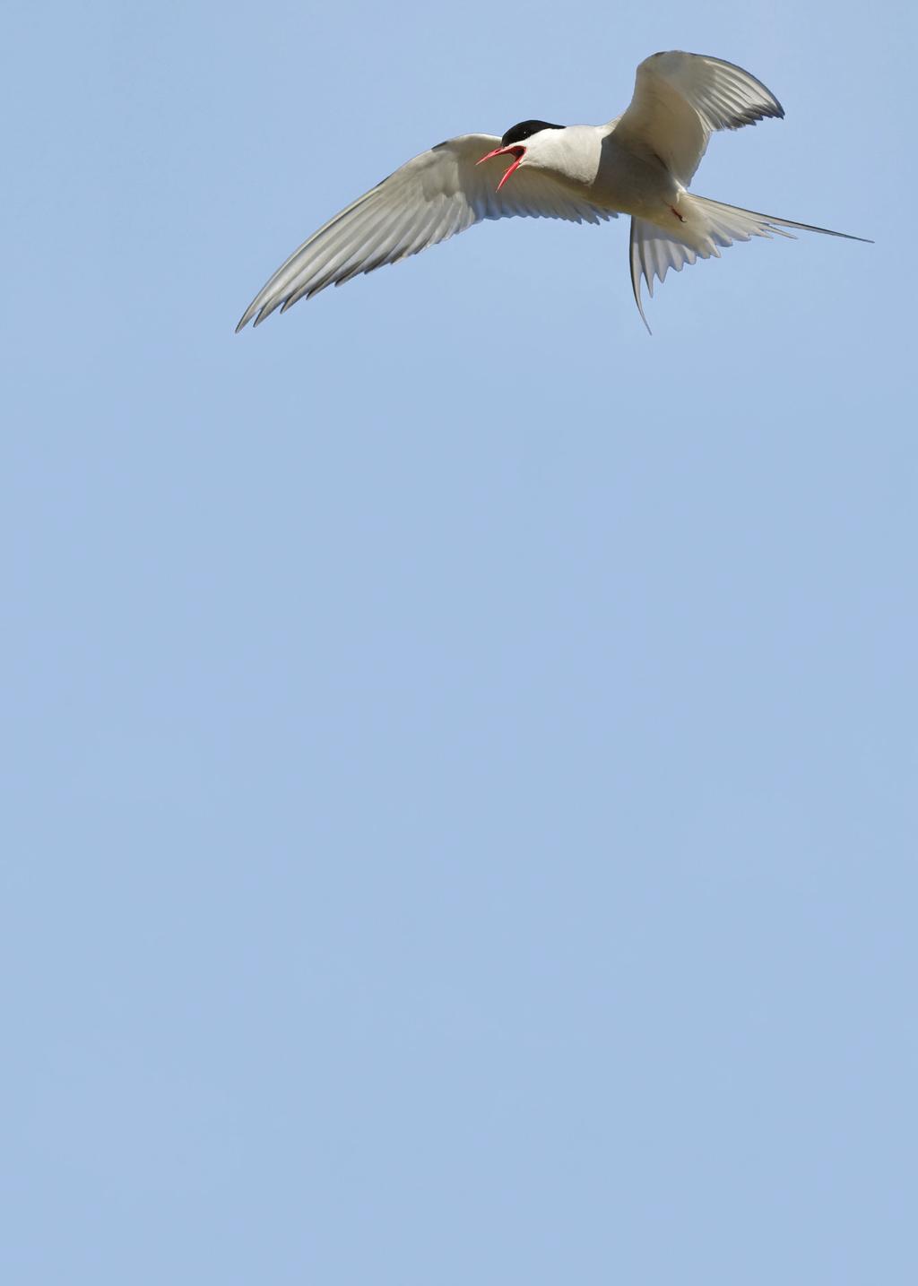 minst løvsanger (Phylloscopus trochilus), som dominerer i de fleste naturtypene på myra.