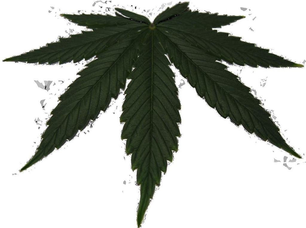 Cannabis Fra frø til plante Make the most