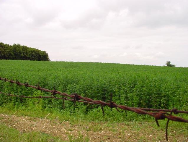 CANNABISPLANTEN Historie og bruk Cannabis sativa linnaeus er i utgangspunktet en ugressliknende plante fra Asia som er i familie med humle (familie Cannabaceae) og i nær slekt med brennesle.