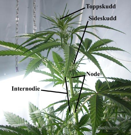 Blad - Plantens solcellepanel. Her foregår det meste av fotosyntesen. Internodie - Stengeldel mellom to bladfester (nodier). Kjertelhår - (Trikom, eng.