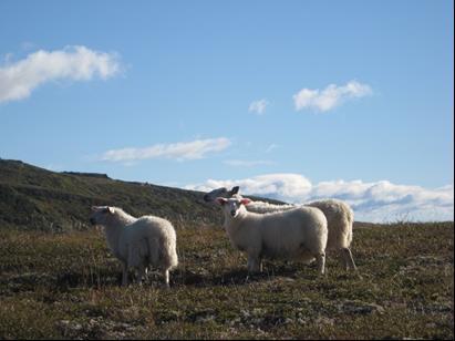 Sommerovervåkningsrapport nr. 3, 29.