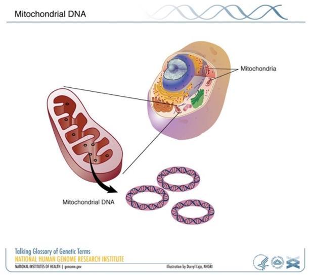 Liv er «indre» symbiose «Mikrobielle» gener lokalisert til cytoplasma Mitokondriet er rudimenter av en «fanget» bakterie Cellen