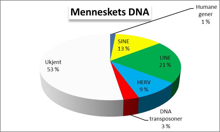 Indre symbiose: Endatil menneskets arvestoff er bygd opp av mikrobielle elementer *Syncytin som er ansvarlig for trophoblastenes