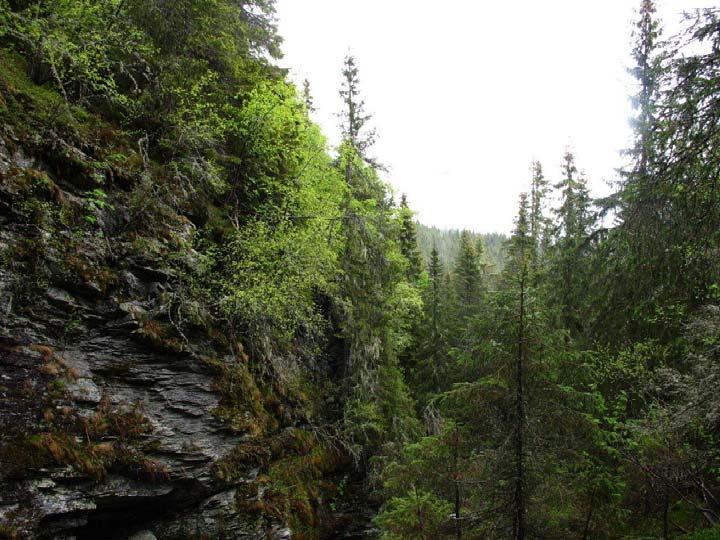 nordsiden. Her er det frodig høgstaudegranskog og fuktig relativt rik bekkekantvegetasjon på nordsiden, blåbærgranskog på sørsiden.