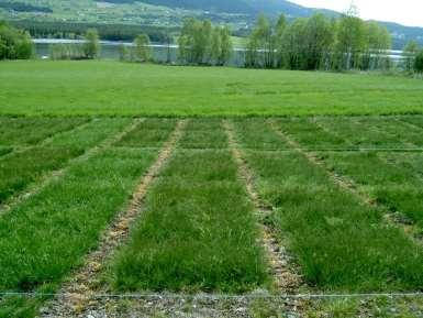 Fig 5. The trial with Festuca ovina on 29 May 2012 at Løken. The plots with the lightest green color are Avzze, a northern population of Festuca rubra rubra. Fig. 6.