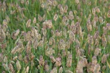 Earlier experience has shown large effect of spraying with fungicide in Phleum alpinum seed crops.