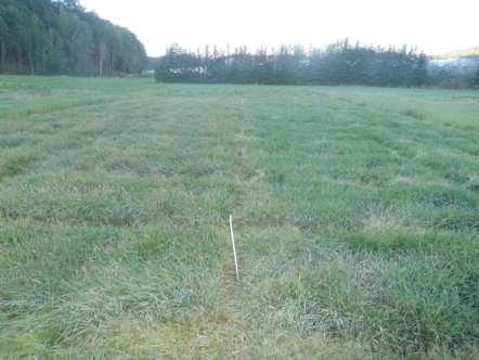 Fig. 7. Phleum alpinum at Landvik on 1 September 2012. To the left plots without fungicide, to the right with fungicide treatment. Fig. 8. Drechslera phleii in Phleum alpinum at Landvik.