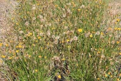 Recommendation to seed growers In conclusion, we recommend that Hussar OD can be applied at a rate of 50 ml/ha + Renol oil to control both broadleaved weeds and grass weeds when newly established