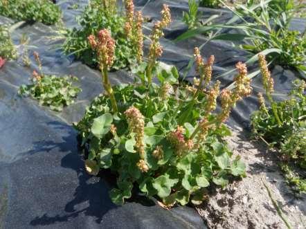 Figure 21. Single plant of Oxyria digyna 08/71 Bykle at Landvik 20 May 2012.