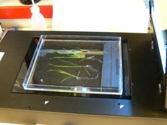 The working title is: Different strategies in a critical phase: Comparisons of early root development and growth of graminoid seedlings.