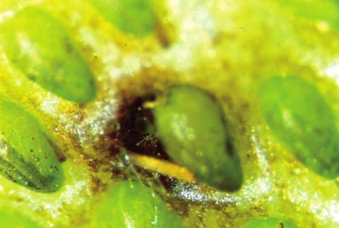 Tripslarve som muligens har forårsaket brun flekk ved en nøtt (Foto: S. Kobro) BEKJEMPELSE Det finnes kjemiske sprøytemidler mot trips, men en skal være klar over deres begrensninger.