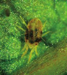Veksthusspinnmidd Tetranychus urticae UTSEENDE Veksthusspinnmidden er grønn med et mørkt felt på hver side. Hunnmidden er 0,4--0,6 mm lang, og formen på kroppen er oval.