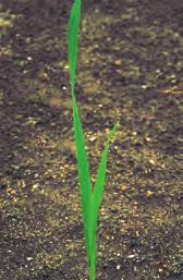 Floghavre Avena fatua BIOLOGI/LIVSSYKLUS Biologisk gruppe: Sommerettårig. Den voksne planta er 30 150 cm høy. Strået er bøyd ved grunnen eller opprett, leddknutene er snaue eller hårete.