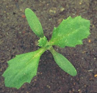 Åkersvineblom Senecio vulgaris BIOLOGI/LIVSSYKLUS Biologisk gruppe: Vinterettårig. Den voksne planta er 10 40 cm høy.