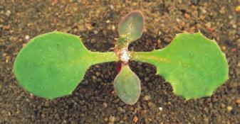 Åkerdylle Sonchus arvensis BIOLOGI/LIVSSYKLUS Biologisk gruppe: Flerårig vandrende med krypende formeringsrøtter. Den voksne planta er 50 150 cm høy.