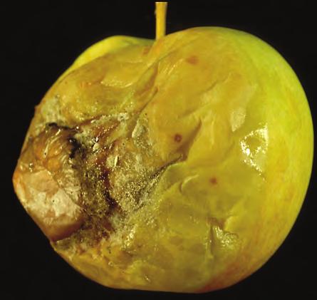 Lagringsråter I tillegg til kjølelagersopp og svart frukttrekreft (Pezicula malicoticis), er gråskimmel (Botrytis cinerea) og gul monilia (Monilia fructigena) de viktigste lager - sjukdommene på