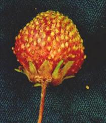 Den oppbøyde bladundersiden blir farget mer eller mindre rød eller fiolett. Konidiedannelsen er ofte meget sparsom, og det er ikke alltid lett å finne mjøldoggbelegget.