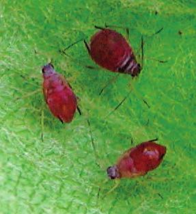 Rød eplebladlus Dyspahis plantaginea UTSEENDE Rød eplebladlus er 1,8 3,0 mm lang som voksen. Den er rødfarget eller blågrå, men er vanligvis dekket med et blåhvitt vokspudder.