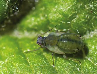 Eplegraslus Rhopalosiphum insertum UTSEENDE Voksen eplegraslus er 3 4 mm lang, er gulgrønn med et grønt belte langs ryggen og sidene. Antennene og ryggrørene er korte.
