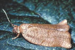 De vanligste artene som overvint - rer som larver er: Tidlig bladvikler (Ptycholoma lecheana), grå knopp - vikler