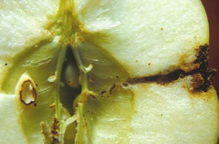 Skade av eplevikler i overskåret eple (Foto: S. Kobro) Skade av eplevikler i eple (Foto: S. Kobro) SKADE I varme år er eplevikleren et svært viktig skadedyr i eple.