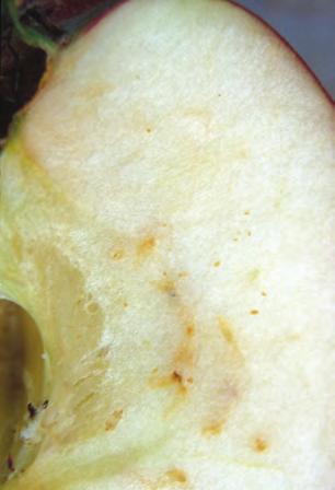 Skade av rognebærmøll i overskåret eple (Foto: S. Kobro) Skade av rognebærmøll i eple (Foto: N.