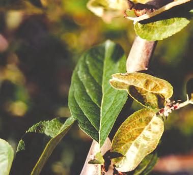 SKADE Sugingen av frukttremidden fører til misfarging av bladverket. De første symptomene er lyse prikker på oversiden av bladene, seinere blir blad - verket blekt og gråaktig.