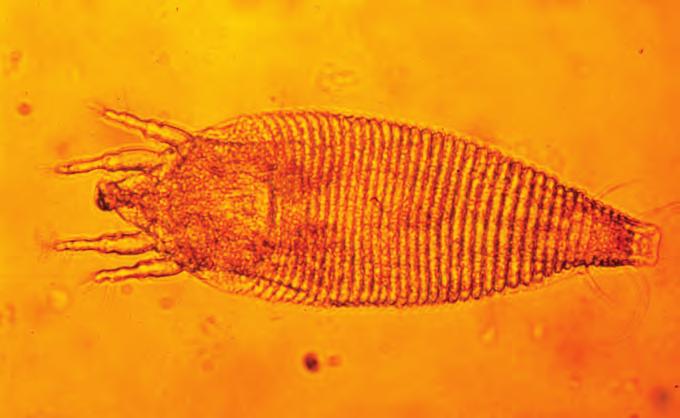 Eplebladmidd Aculus schlechtendali UTSEENDE Den voksne midden er 0,18 mm lang og har en kjegleformet kropp med mange små ledd. Fargen er grågul eller lys gulbrun.