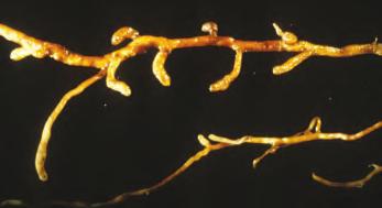 Nålnematoder Longidorus spp. UTSEENDE Nålnematoder er ålforma og de lengste nematodene vi har som skader planter. Den lengste er Longidorus elongatus som kan bli opptil 12 mm lang.