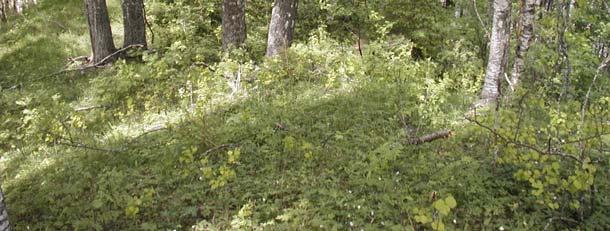 Vegetasjon Vegetasjonen er blanding mellom tørr og noe mer fuktig lågurtskog med engpreg. I den vestvendte siden vokser det spredt med ballblom og en del hvitbladtistel som er typiske for fuktenger.