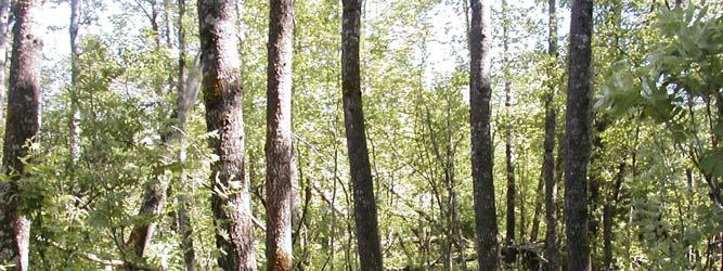 Lokalitet 7. Viktig naturtype i skog Høyde 155-165 m.o.h. Naturtype (DN): Gammel lauvskog Verdisetting: Viktig (verdi B) Besøkt dato: 25.05.