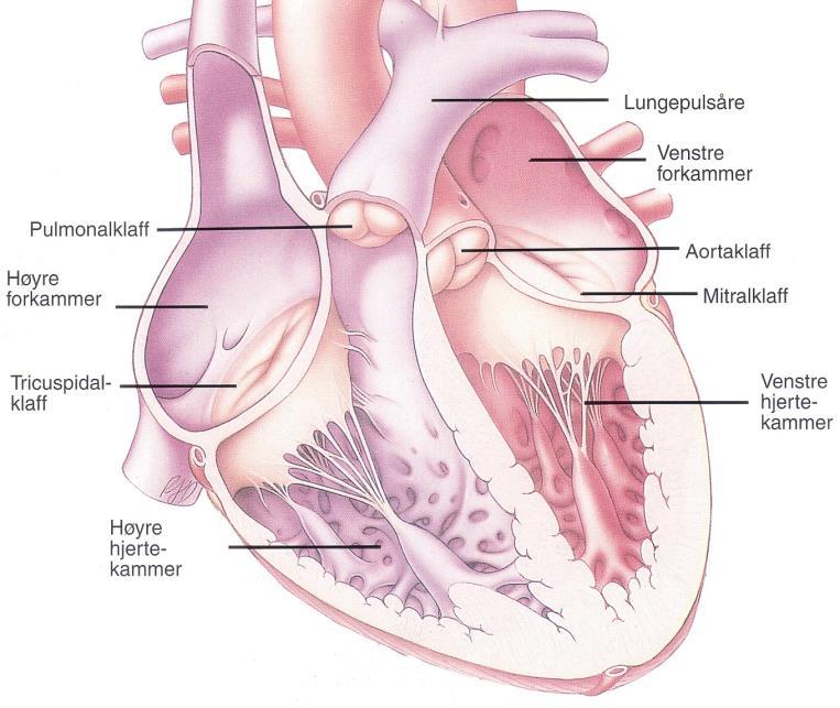 Hjertets normale aktivering SA node AV node Ledningsystemet på tegning Hjerterytmeforstyrrelse / arytmi Definisjon: Unormal