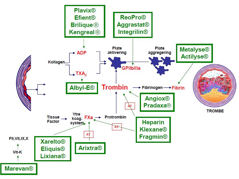 Antitrombotiske medikamenter ved koronarsykdom (1) Platehemmere Acetylsalicylsyre (ASA) ADP-receptor blokkere Klopidogrel (Plavix)