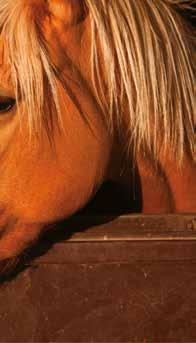 Foreningen arrangerer Øvrevoll Hesteeierforenings hoppeløp og Øvrevoll Hesteeierforenings