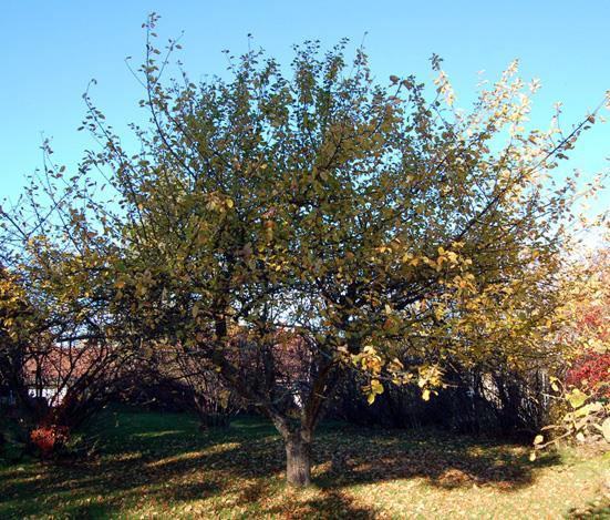 Grunnorgan hos frukttrær: KRONE Oppgaver: Feste for blader som fanger opp energi fra sollyset