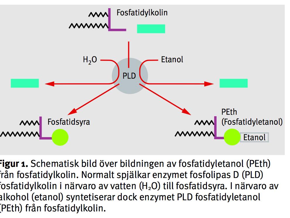 Fortolkning av