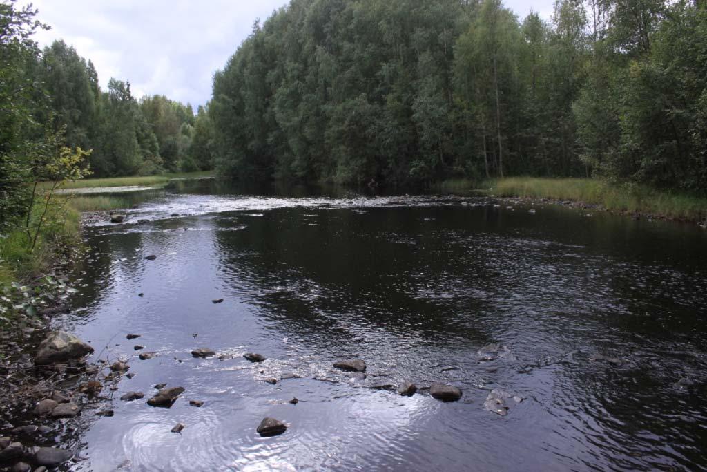 2010 Undersøkt av: Geir Høitomt, Monica Trondhjem, Ole Knut Steinset, Thor Østbye Beliggenhet: lokaliteten ligger rett nedstrøms Skrankefoss kraftstasjon.