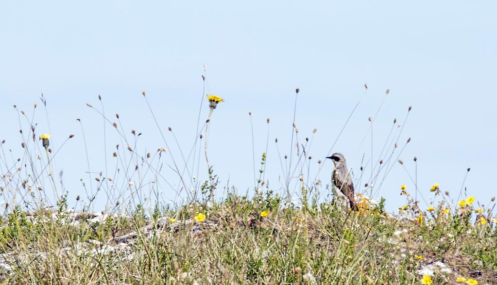 Dag 4, torsdag 22. juni Näsudden/Burgsviken Näsudden og Burgsviken ligger litt nord for Holmhällar, på Gotlands vestkyst. Burgsviken viste seg å være veldig spennende med hensyn på vannfugl.