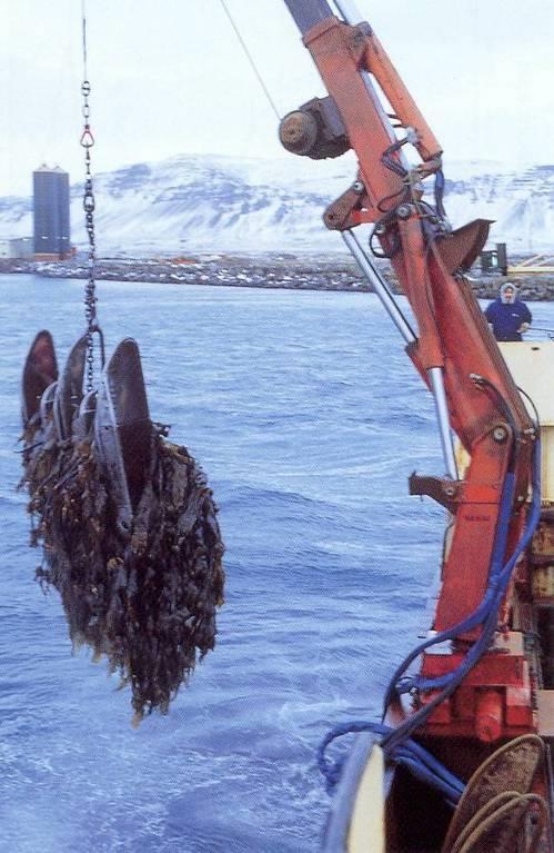 12 Í vinnslu 15. febrúar 2016 Frjóvgaða eggið, þ.e. okfruman spírar og verður að nýrri þaraplöntu. Í byrjun vex hún hægt.