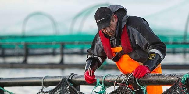 Skissert opplegg fra Nærings- og fiskeridepartementet Grønne konsesjoner Totalt 45 konsesjoner 15 konsesjoner er tildelt ut fra bud i markedet Av dette ble 8 konsesjoner tildelt Salmar De resterende