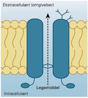 Genetikk? Pumper ut legemidler Interessante substrater Digoksin Dabigatran Statiner (inkl.