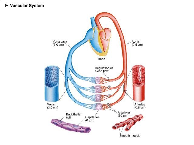 Hjarta- og æðakerfið - Kafli 15. Æðakerfið. (Blood Vessels). Helsta líffærið í blóðrásarkerfinu er hjartað, sem er í brjóstholinu á milli lungnanna.