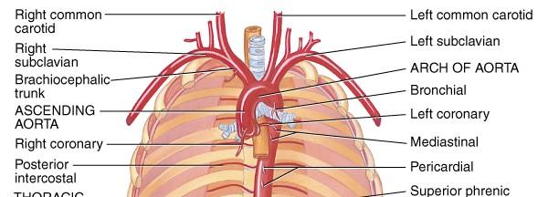 Blóðrásin: Líkamsblóðrásin (systemic circulation) flytur súrefni og næringarefni til líkamsvefja og úrgangsefni til baka. Allar líkamsslagæðar koma frá ósæðinni.