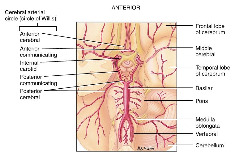 brachialis liggur medialt á upphandlegg og nálægt olnbogabótinni skiptist hún í a. ulnaris (ölnarslagæð) sem fer niður framhandlegg medialt og a.