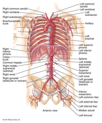 Aorta thoracica og greinar: Aorta thoracica liggur frá T4 - T12. Á þeirri leið ganga út frá henni margar smágreinar til líffæra og beinagrindarvöðva í brjóstholi og brjóstkassa.