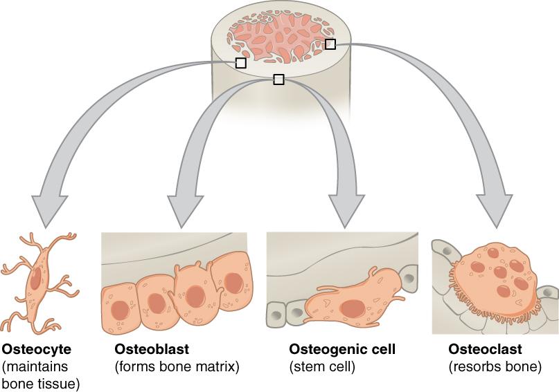 Oppbygging av benstruktur Cellene i benvev Matrisen består av: 40% organisk materiale: Type 1 kollagen (strekkstyrke) Proteoglykaner (trykkstyrke) aminosukker