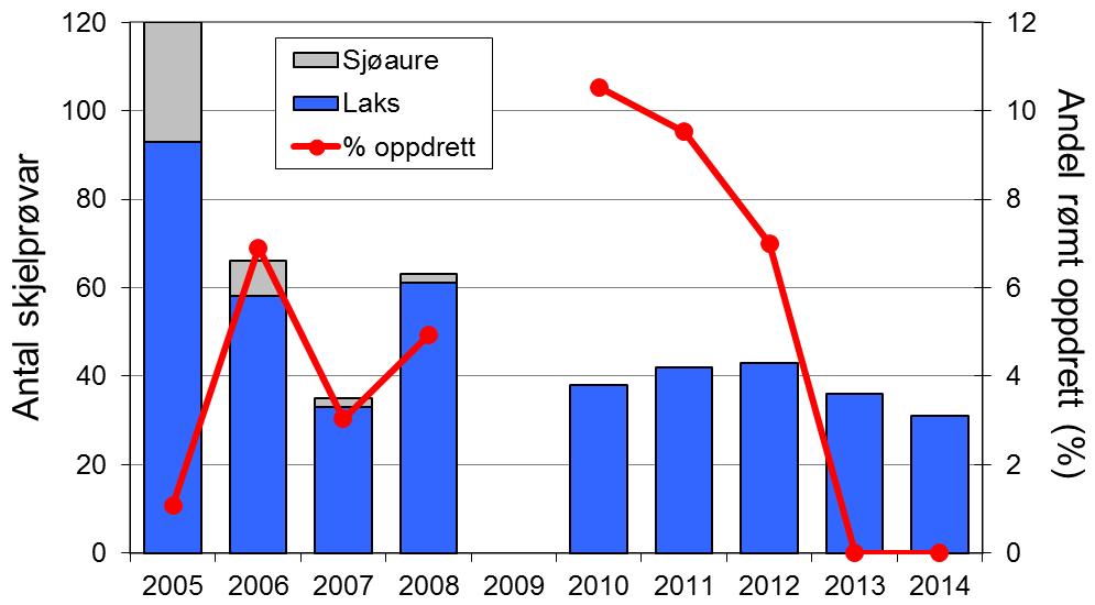 Fangstutviklinga for sjøaure utover på 2000-talet har vore mykje den same som i resten av Rogaland (figur 1, linje).