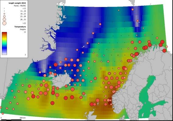 Havforskningsinstituttet, september 2017 5 Figur 3. Kart som viser stasjoner trålet under IESSNS undersøkelsen (juli - august 2015). De røde sirklene indikerer hvor rognkjeks ble fanget.