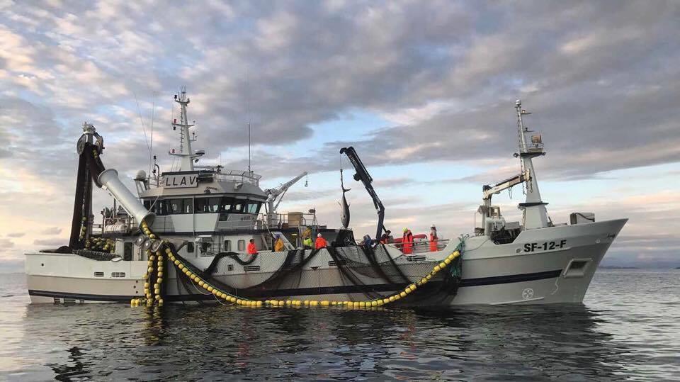 5 FISKET ETTER MAKRELLSTØRJE I 2017 Foto: Gjengitt med tillatelse fra Benjamin Nekkøy på «Bluefin» Den norske kvoten av makrellstørje for 2017 er på 52,48 tonn.