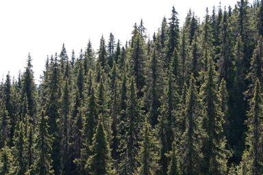 Nøkkelfunn 5 Skogen brer seg nordover Skogen trekker inn i nye områder. Krav til sommervarme hos trær bjørk : 7.5 C furu : 8.